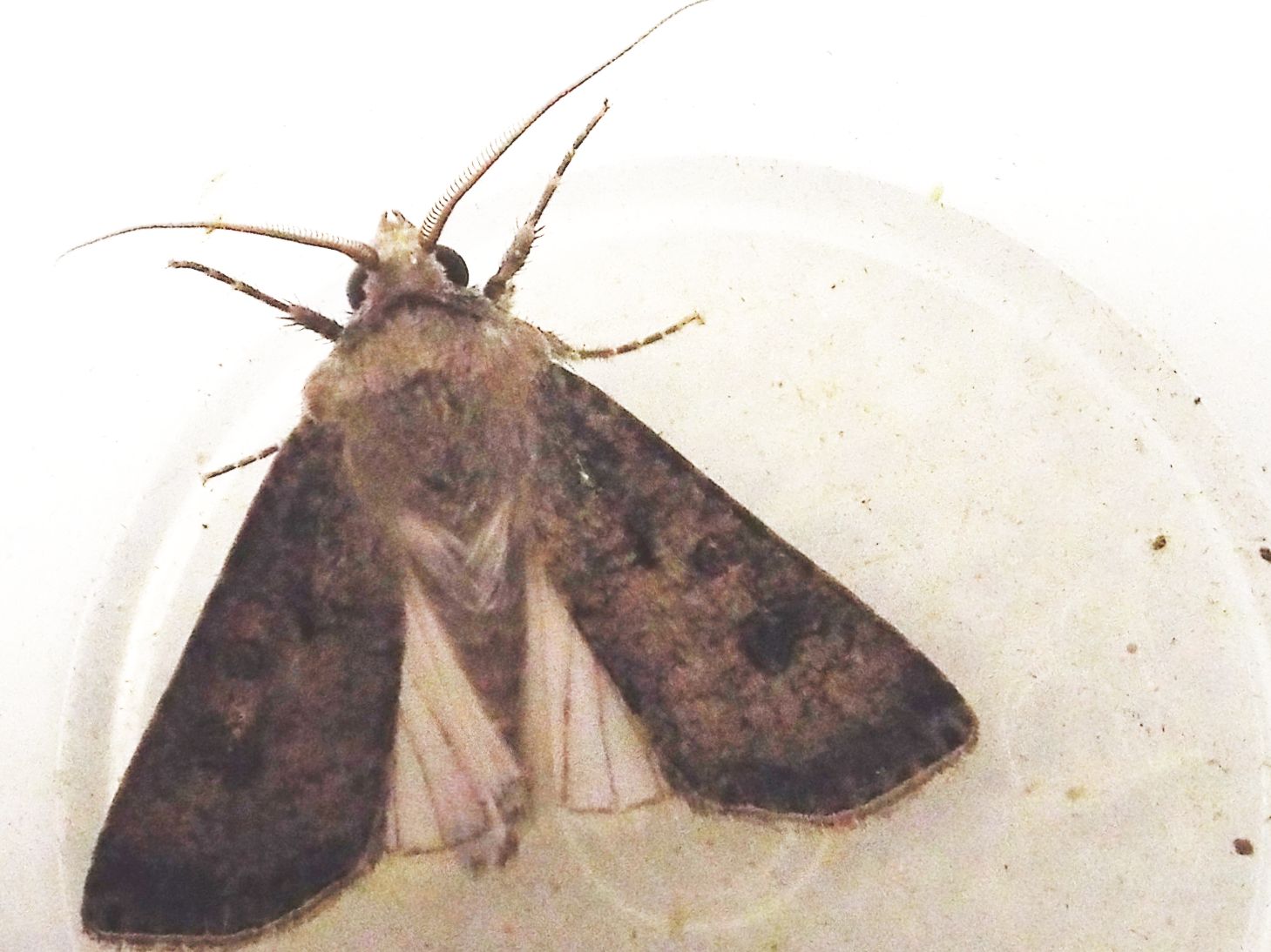 Falena da identificare - Agrotis segetum